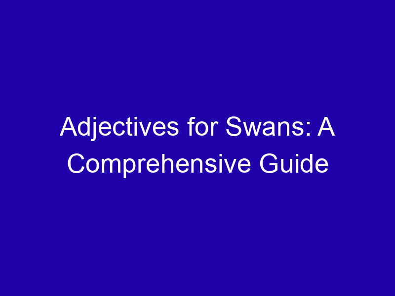 Adjectives For Swans A Comprehensive Guide 3942 448f5